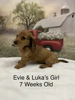 Girl 3, a female Miniature Dachshund for sale in Dinwiddie, VA – 4 of 10