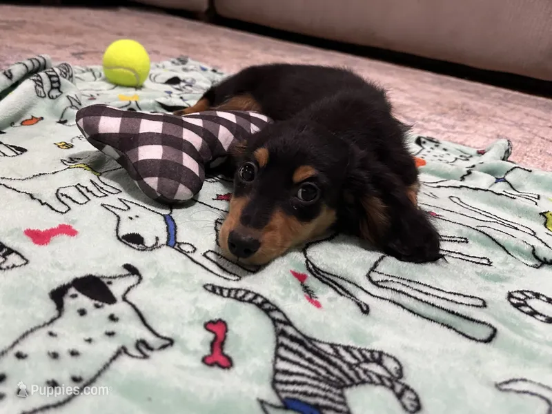 Black and Tan Longhair Boy – Miniature Dachshund puppy for sale in Dinwiddie, VA