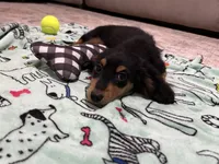 Black and Tan Longhair Boy, a male Miniature Dachshund for sale in Dinwiddie, VA – 1 of 8