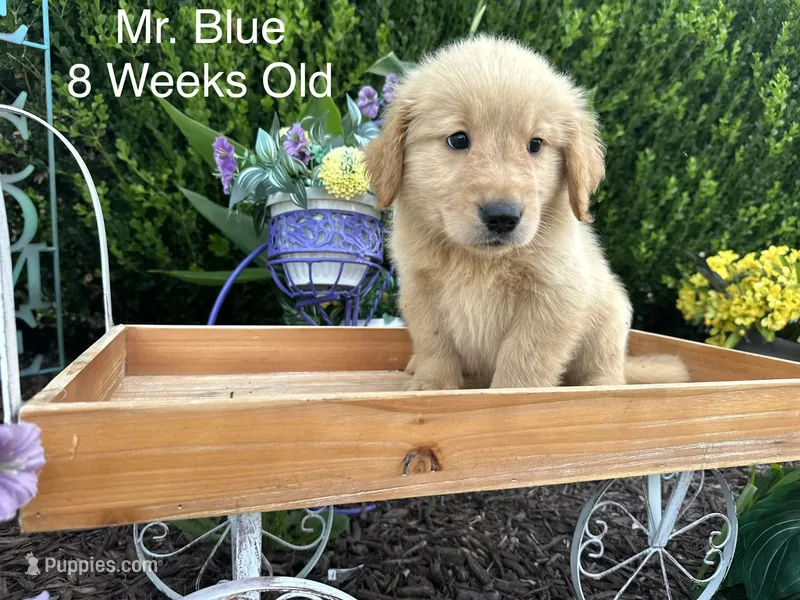 Blue Collar Boy – Golden Retriever puppy for sale in Dinwiddie, VA