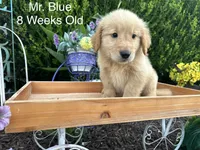 Blue Collar Boy, a male Golden Retriever for sale in Dinwiddie, VA – 1 of 10