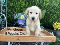 Green Collar Boy, a male Golden Retriever for sale in Dinwiddie, VA – 4 of 10