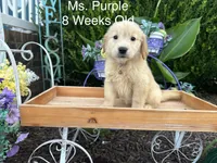 Purple Collar Girl, a female Golden Retriever for sale in Dinwiddie, VA – 3 of 10