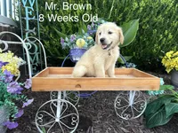 Brown Collar Boy, a male Golden Retriever for sale in Dinwiddie, VA – 10 of 10
