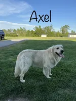 Orange Collar Boy, a male Golden Retriever for sale in Dinwiddie, VA – 9 of 10