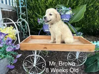 Brown Collar Boy, a male Golden Retriever for sale in Dinwiddie, VA – 8 of 10
