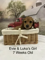 Girl 3, a female Miniature Dachshund for sale in Dinwiddie, VA – 1 of 10
