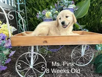 Pink Collar Girl, a female Golden Retriever for sale in Dinwiddie, VA – 5 of 9