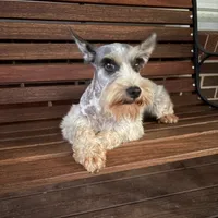 Legacy, a female Miniature Schnauzer for sale in Yadkinville, NC – Photo 1 of 3