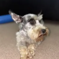 Legacy, a female Miniature Schnauzer for sale in Yadkinville, NC – Photo 2 of 3