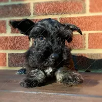 Pebbles, a female Miniature Schnauzer for sale in Yadkinville, NC – Photo 6 of 6