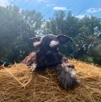 Pebbles, a female Miniature Schnauzer for sale in Yadkinville, NC – Photo 2 of 6