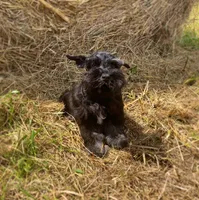 Pebbles, a female Miniature Schnauzer for sale in Yadkinville, NC – Photo 3 of 6