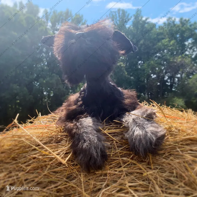 Pebbles, a female Miniature Schnauzer for sale in Yadkinville, NC – Photo 1 of 6