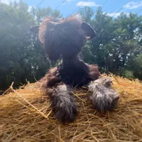 Pebbles, a female Miniature Schnauzer for sale in Yadkinville, NC – Photo 1 of 6