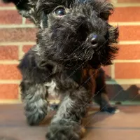 Pebbles, a female Miniature Schnauzer for sale in Yadkinville, NC – Photo 5 of 6