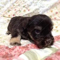 Michael, a male Miniature Schnauzer for sale in Yadkinville, NC – Photo 1 of 8