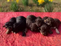 Michael, a male Miniature Schnauzer for sale in Yadkinville, NC – Photo 5 of 8