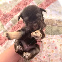 Michael, a male Miniature Schnauzer for sale in Yadkinville, NC – Photo 4 of 8