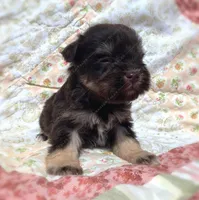 Michael, a male Miniature Schnauzer for sale in Yadkinville, NC – Photo 3 of 8