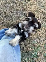 Michael, a male Miniature Schnauzer for sale in Yadkinville, NC – Photo 7 of 8