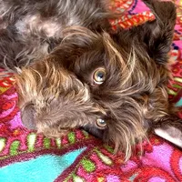 Myth, a female Miniature Schnauzer for sale in Yadkinville, NC – Photo 1 of 2