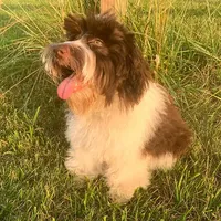 Story, a female Miniature Schnauzer for sale in Yadkinville, NC – Photo 2 of 2