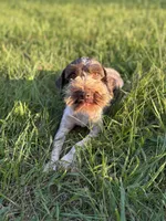 Story, a female Miniature Schnauzer for sale in Yadkinville, NC – Photo 1 of 2