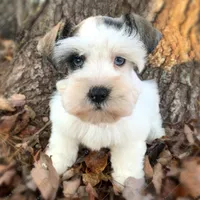 Annabelle, a female Miniature Schnauzer for sale in Yadkinville, NC – Photo 2 of 3