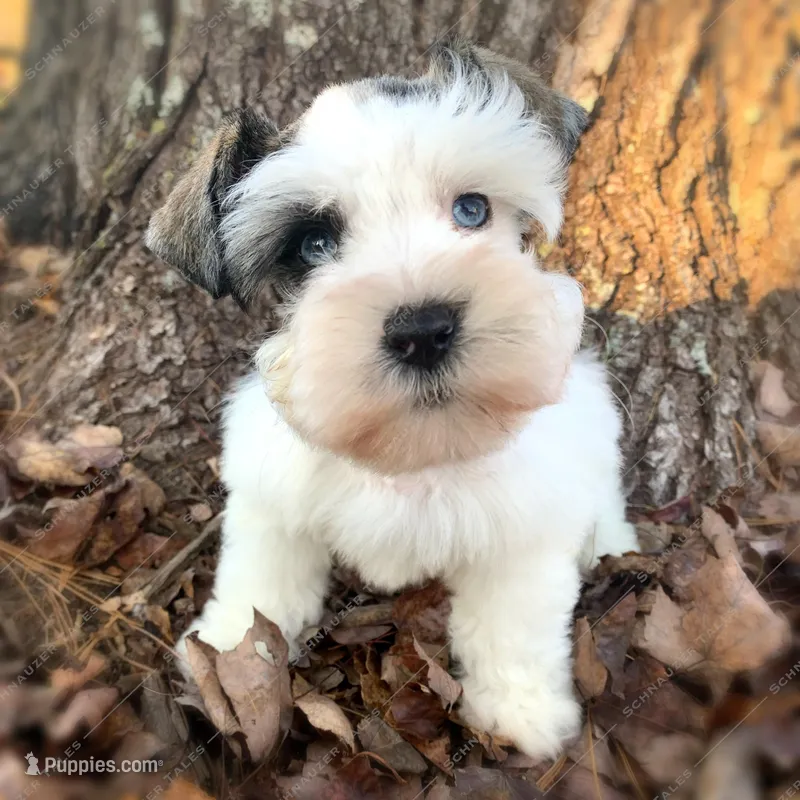 Annabelle, a female Miniature Schnauzer for sale in Yadkinville, NC – Photo 1 of 3