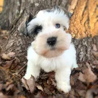 Annabelle, a female Miniature Schnauzer for sale in Yadkinville, NC – Photo 1 of 3