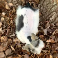 Annabelle, a female Miniature Schnauzer for sale in Yadkinville, NC – Photo 3 of 3