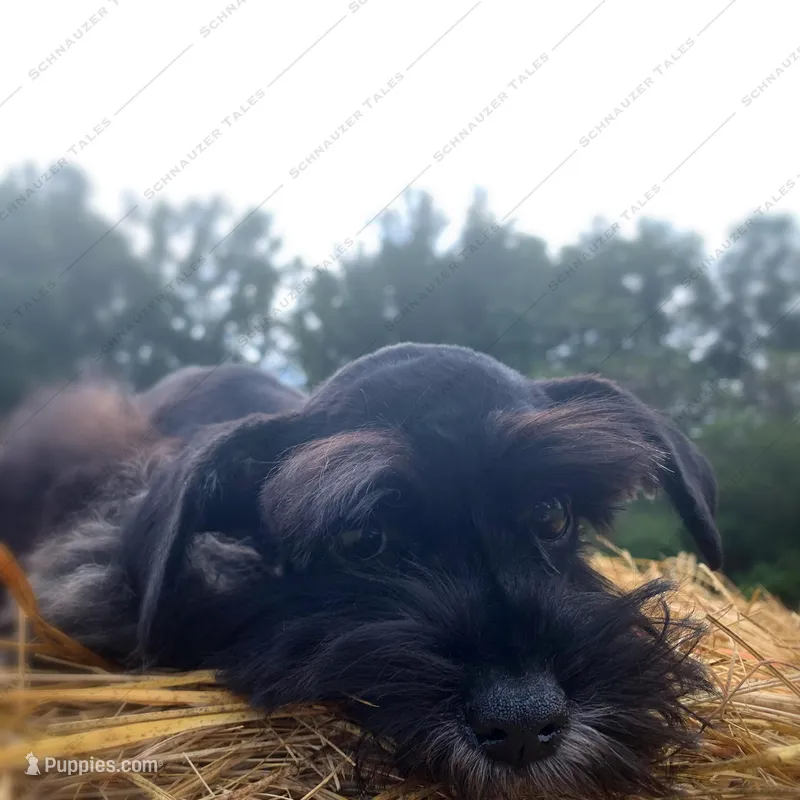 Wilma, a female Miniature Schnauzer for sale in Yadkinville, NC – Photo 1 of 6