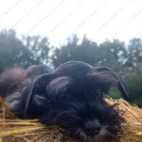 Wilma, a female Miniature Schnauzer for sale in Yadkinville, NC – Photo 1 of 6