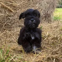 Wilma, a female Miniature Schnauzer for sale in Yadkinville, NC – Photo 3 of 6