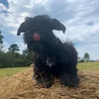 Wilma, a female Miniature Schnauzer for sale in Yadkinville, NC – Photo 2 of 6