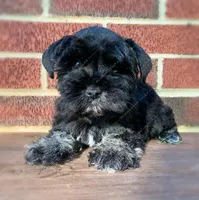 Wilma, a female Miniature Schnauzer for sale in Yadkinville, NC – Photo 4 of 6