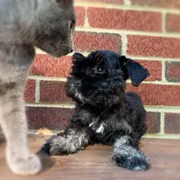 Wilma, a female Miniature Schnauzer for sale in Yadkinville, NC – Photo 6 of 6