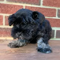 Wilma, a female Miniature Schnauzer for sale in Yadkinville, NC – Photo 5 of 6