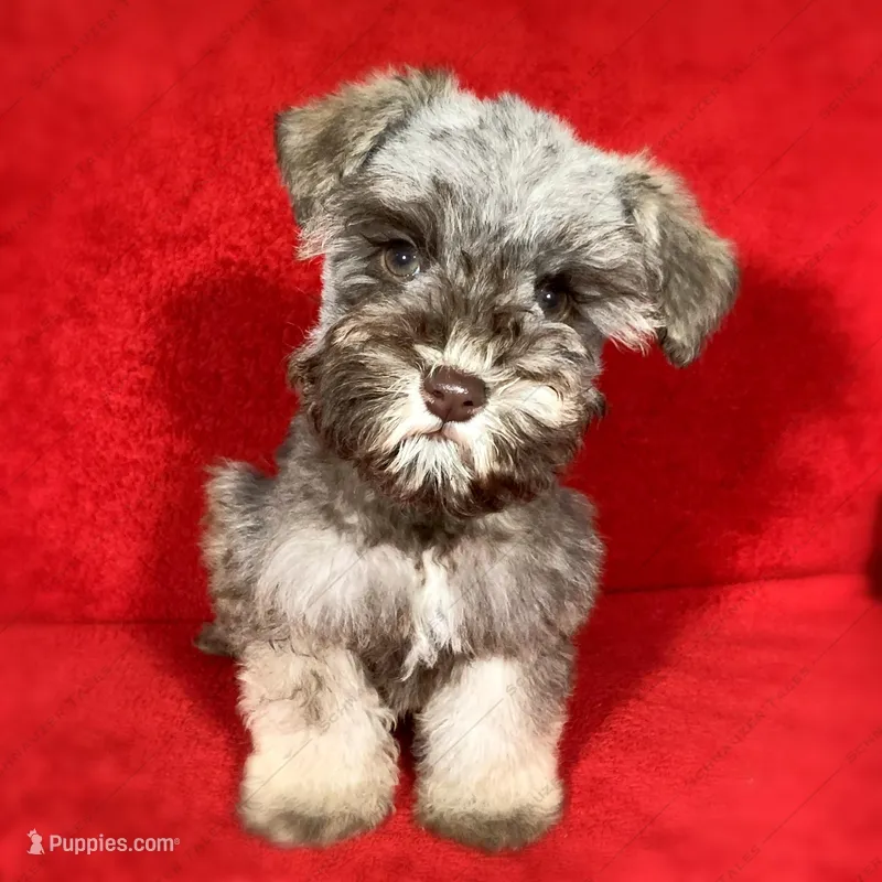 Chandler, a male Miniature Schnauzer for sale in Yadkinville, NC – Photo 1 of 3