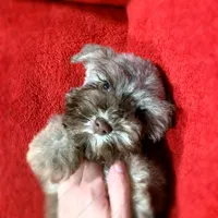 Chandler, a male Miniature Schnauzer for sale in Yadkinville, NC – Photo 3 of 3