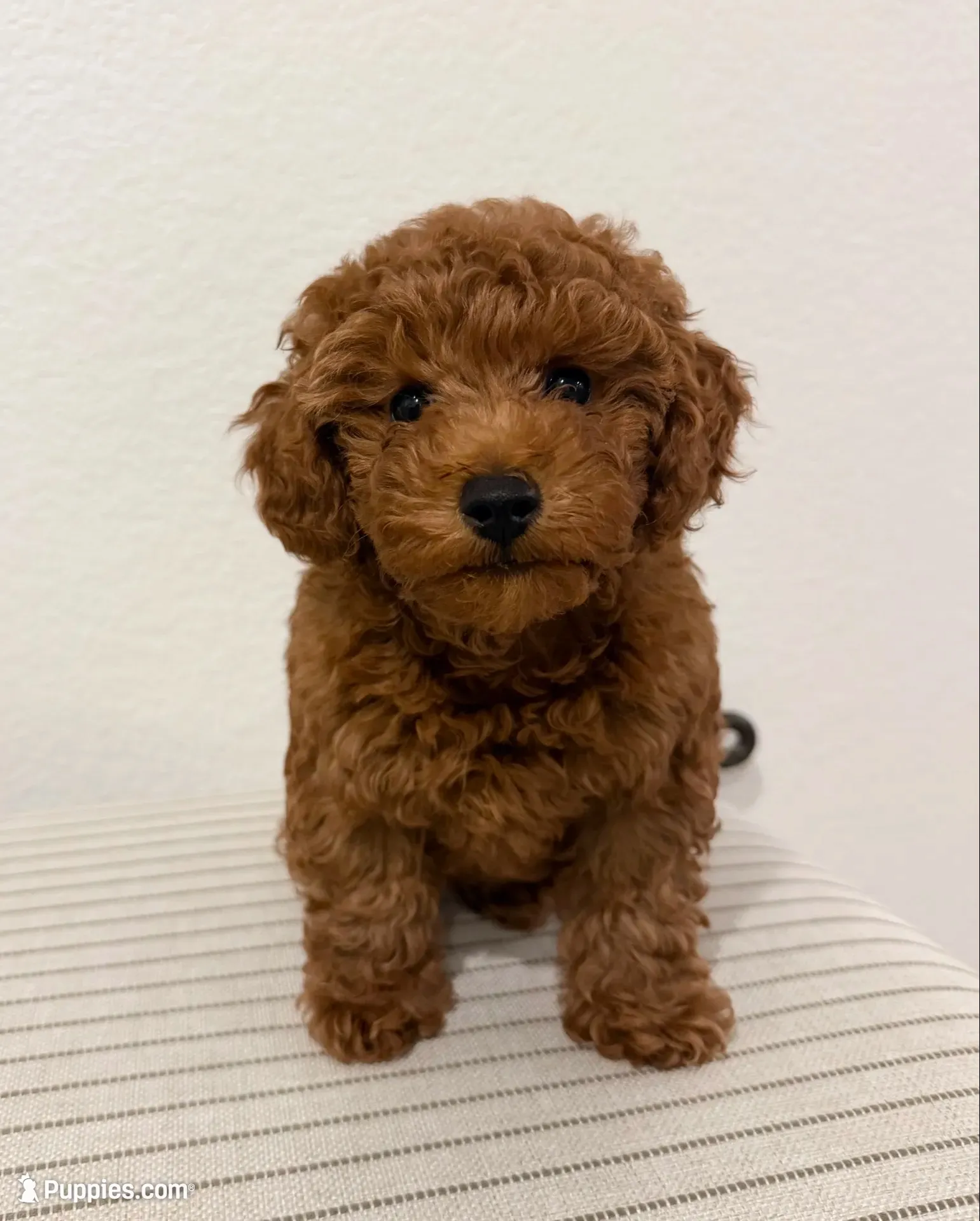 Charlie, a male Poodle - Toy  for sale in Rancho Cordova, CA – 1 of 3