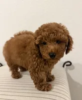 Charlie, a male Poodle - Toy  for sale in Rancho Cordova, CA – 2 of 3
