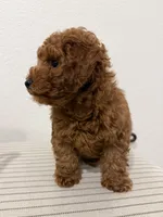 Charlie, a male Poodle - Toy  for sale in Rancho Cordova, CA – 3 of 3