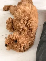 Skye, a female Poodle - Toy  for sale in Bensalem, PA – Photo 3 of 3