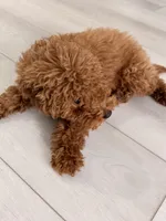 Skye, a female Poodle - Toy  for sale in Bensalem, PA – Photo 2 of 3