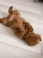 Skye, a female Poodle - Toy  for sale in Bensalem, PA – Photo 1 of 3