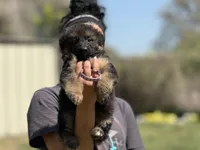 Wisteria, a female German Shepherd Dog for sale in Cleburne, TX – Photo 3 of 4