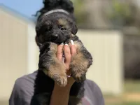 Wisteria, a female German Shepherd Dog for sale in Cleburne, TX – Photo 1 of 4