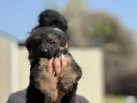 Wisteria, a female German Shepherd Dog for sale in Cleburne, TX – Photo 2 of 4